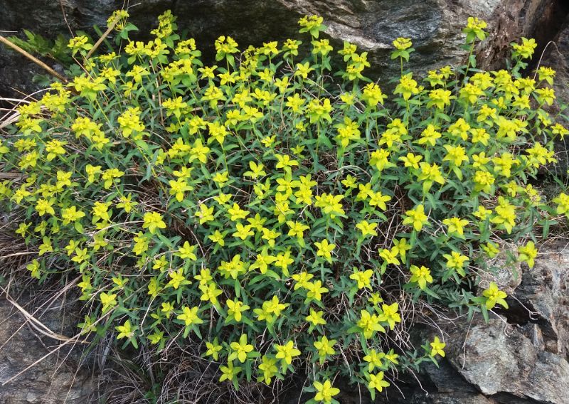 Euphorbia spinosa subsp. ligustica