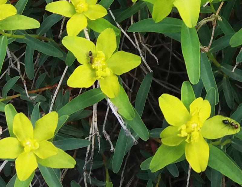 Euphorbia spinosa subsp. ligustica