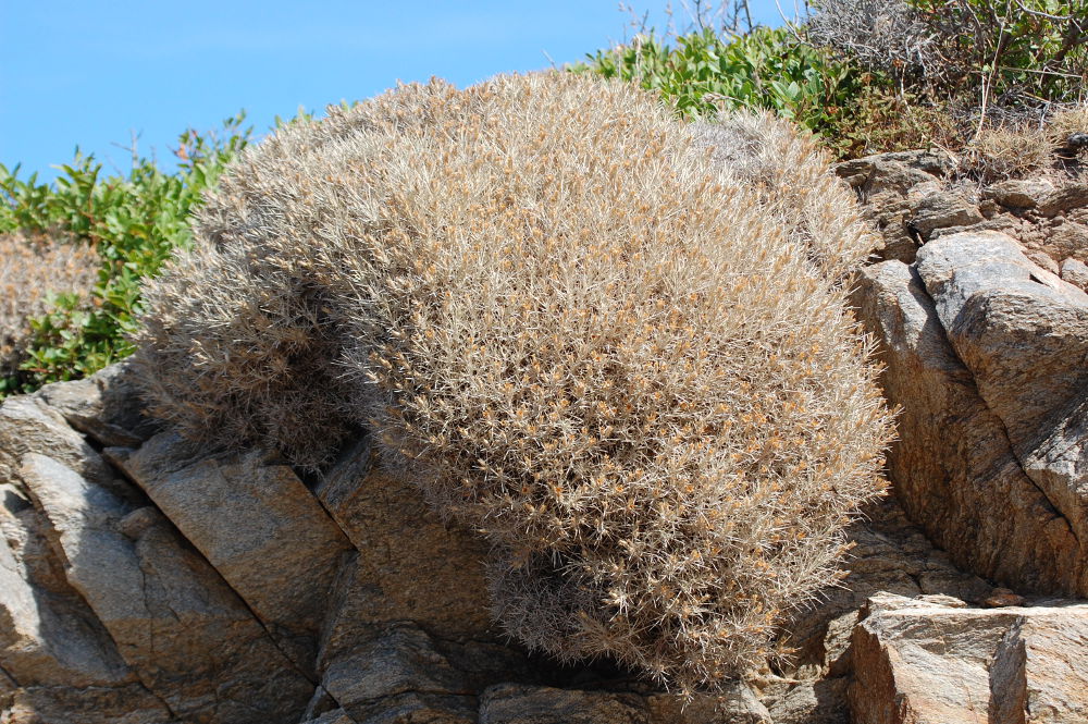 Sardegna - Cuscinetto spinoso: Centaurea horrida (Asteraceae)