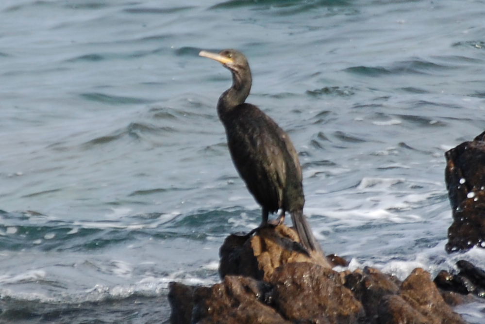 Sardegna - Cormorano