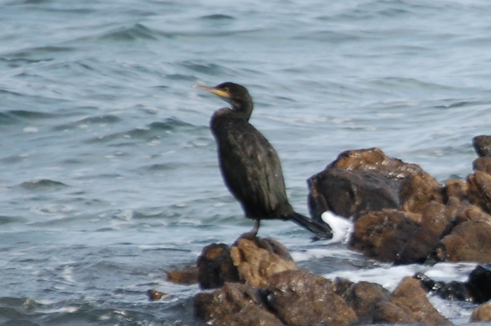 Sardegna - Cormorano