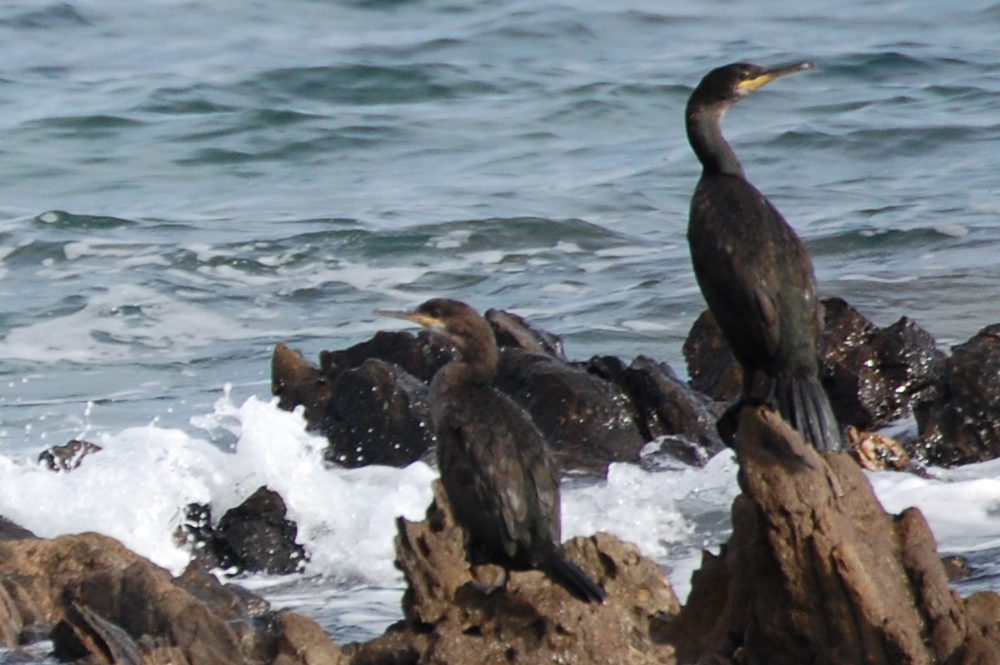 Sardegna - Cormorano