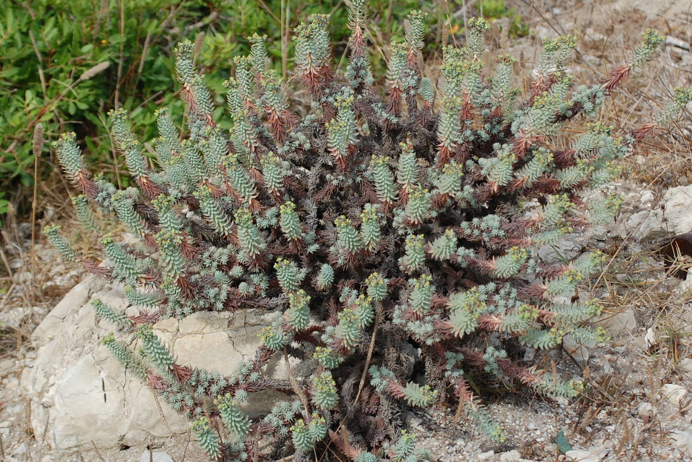Sardegna - Euphorbia pithyusa