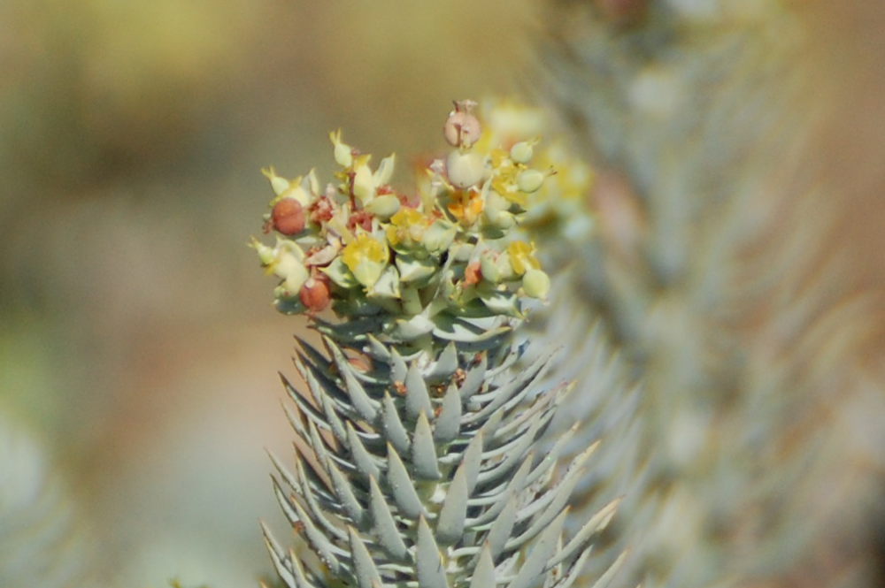 Sardegna - Euphorbia pithyusa