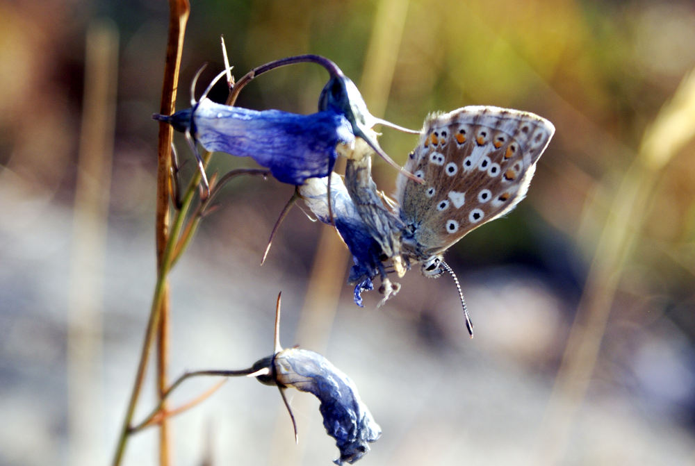 Vecchia foto:  Polyommatus coridon