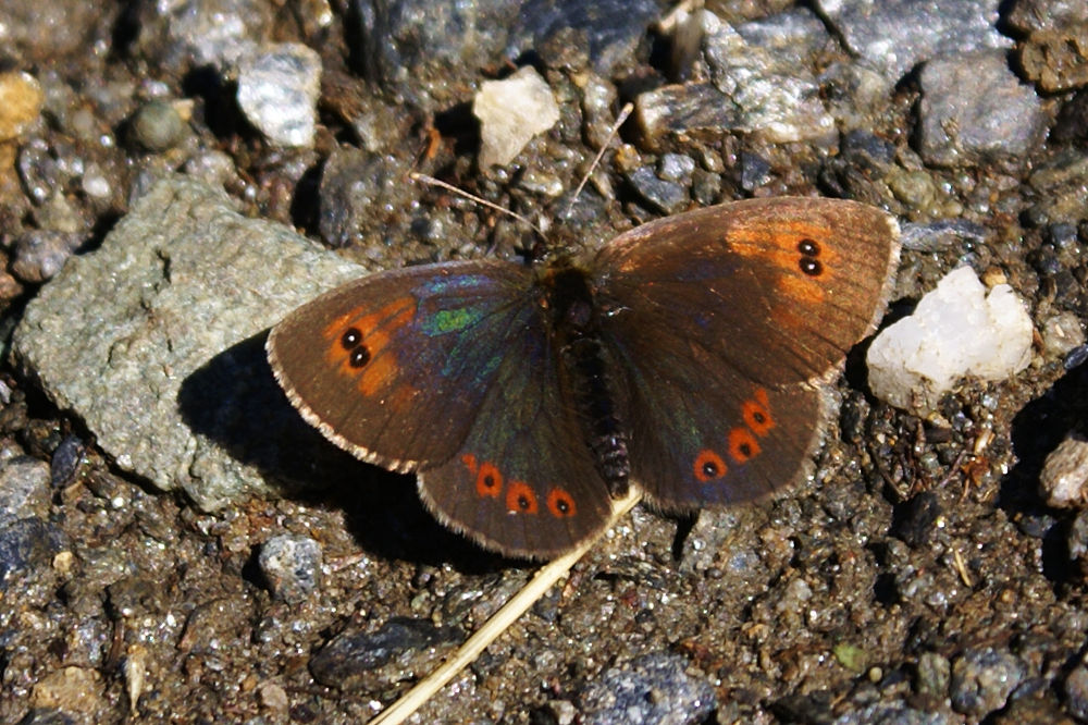 Erebia dromus (Nymphalidae Satyrinae)