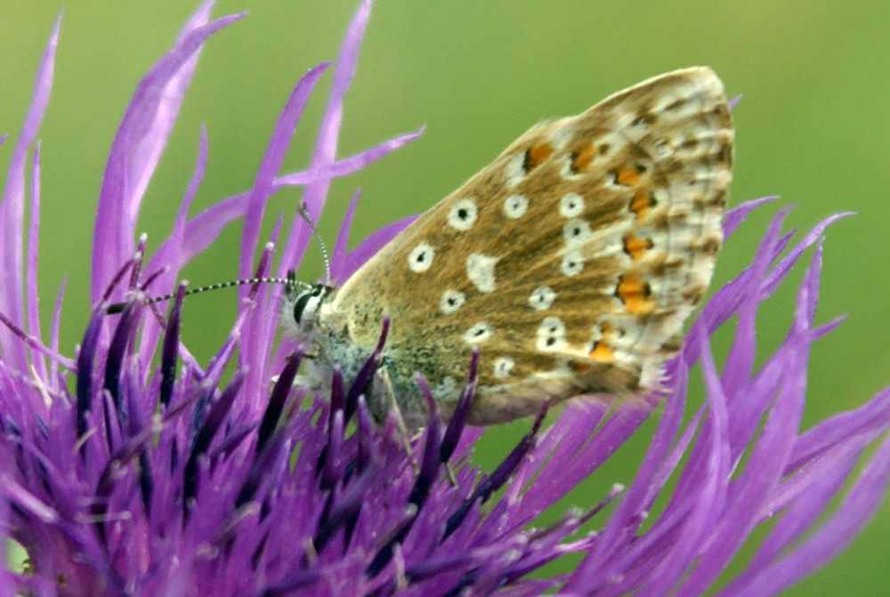 Vecchia foto:  Polyommatus coridon