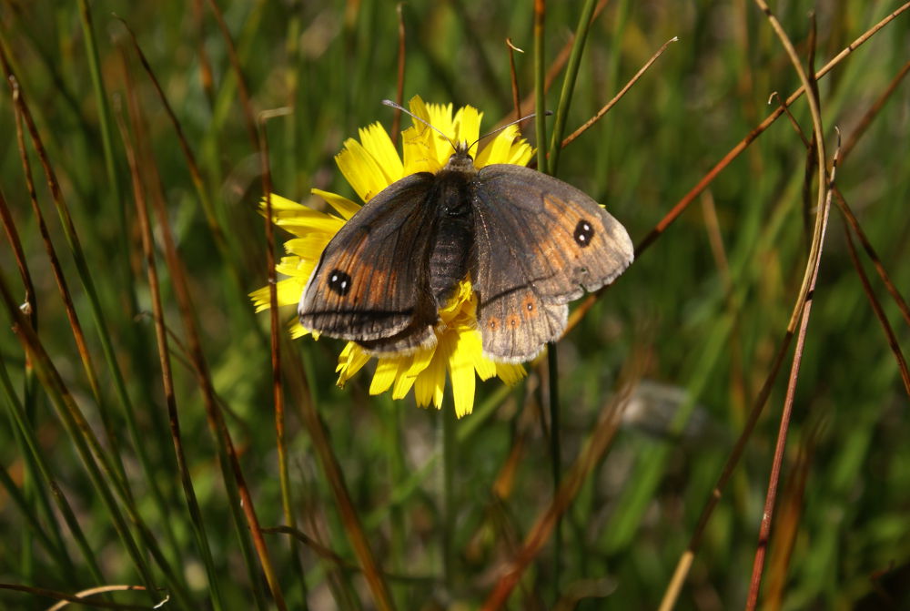 Vecchia foto: Erebia dromus (Nymphalidae Satyrinae)