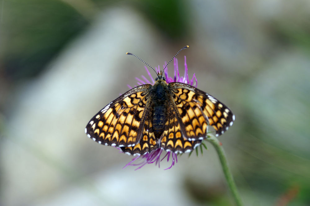 Vecchia foto: Melitaea phoebe (Nymphalidae), femmina