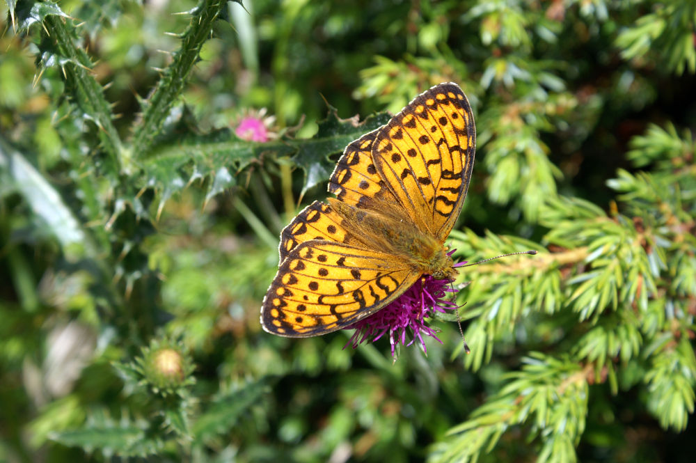 Vecchia foto: Argynnis aglaja (Nymphalidae), maschio