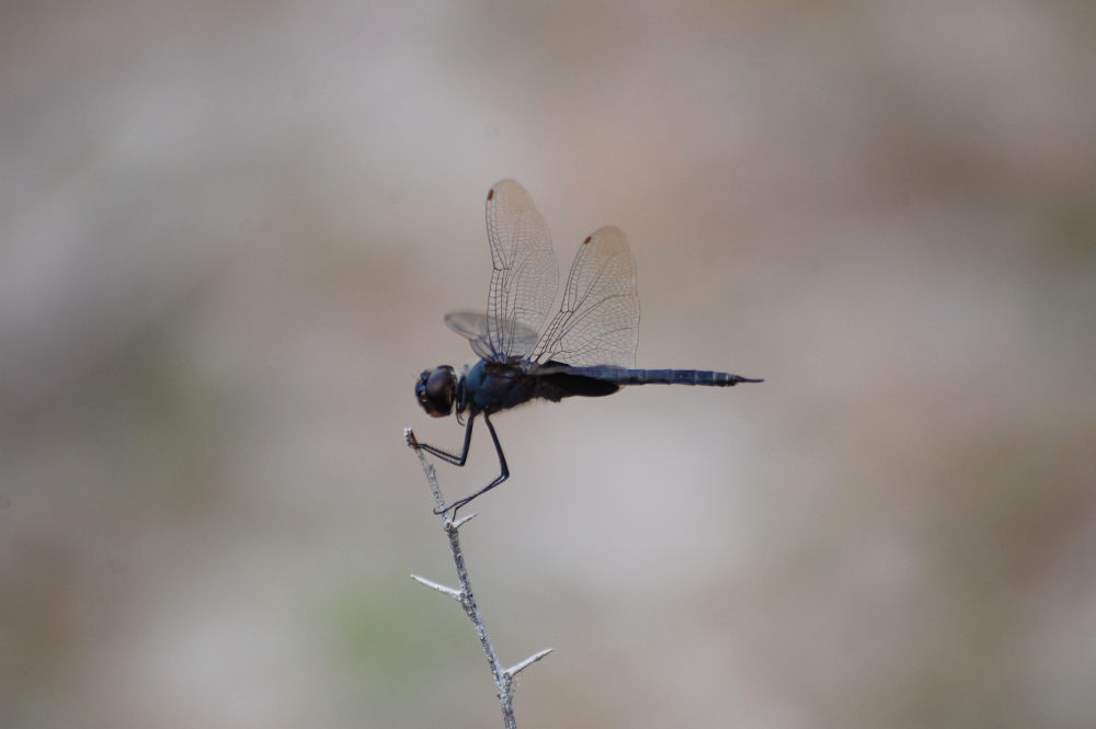 Dal Brasie:  Quale libellula?  Tramea binotata