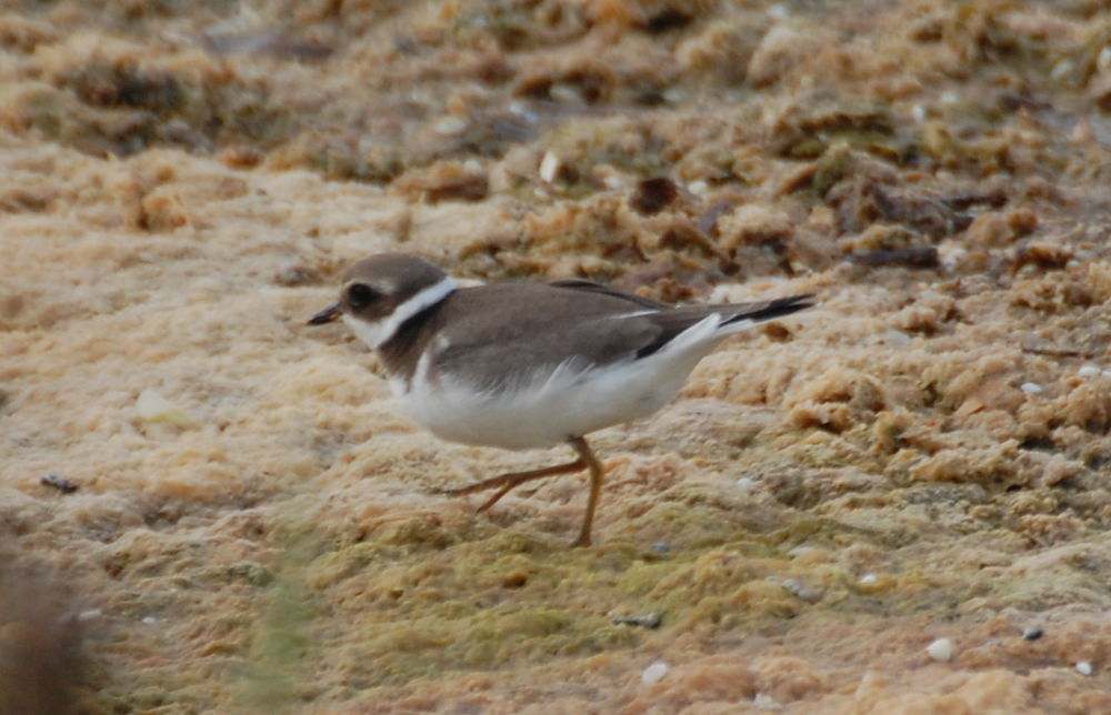 Corriere...grosso (Charadrius hiaticula)