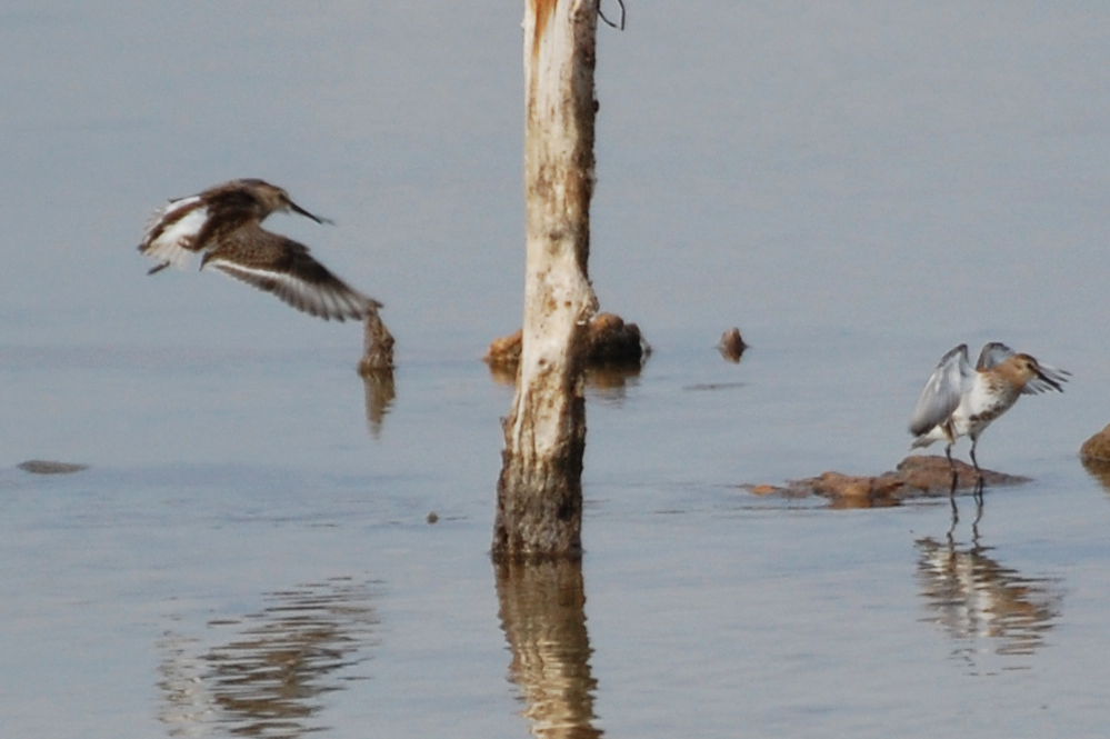 Limicolo: Piovanello pancianera (Calidris alpina)