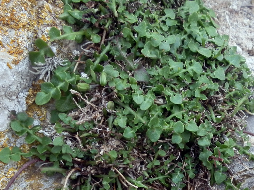 Hyoseris taurina / Radicchio di scogliera