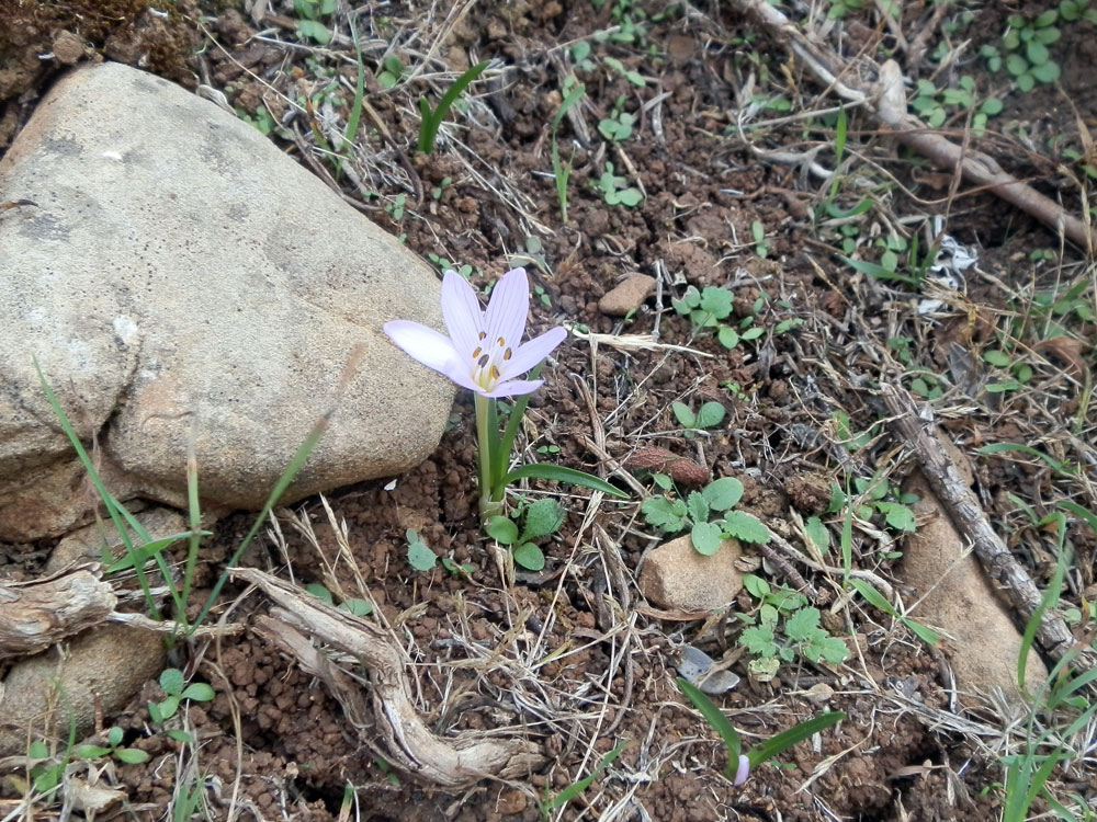 Marettimo  - Colchicum cupani
