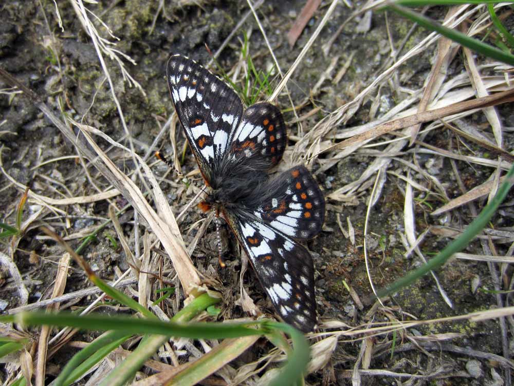 Val d''Aosta - Euphydryas cynthia