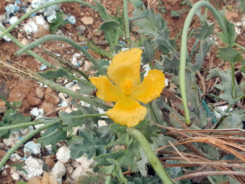 Marettimo - Glaucium flavum