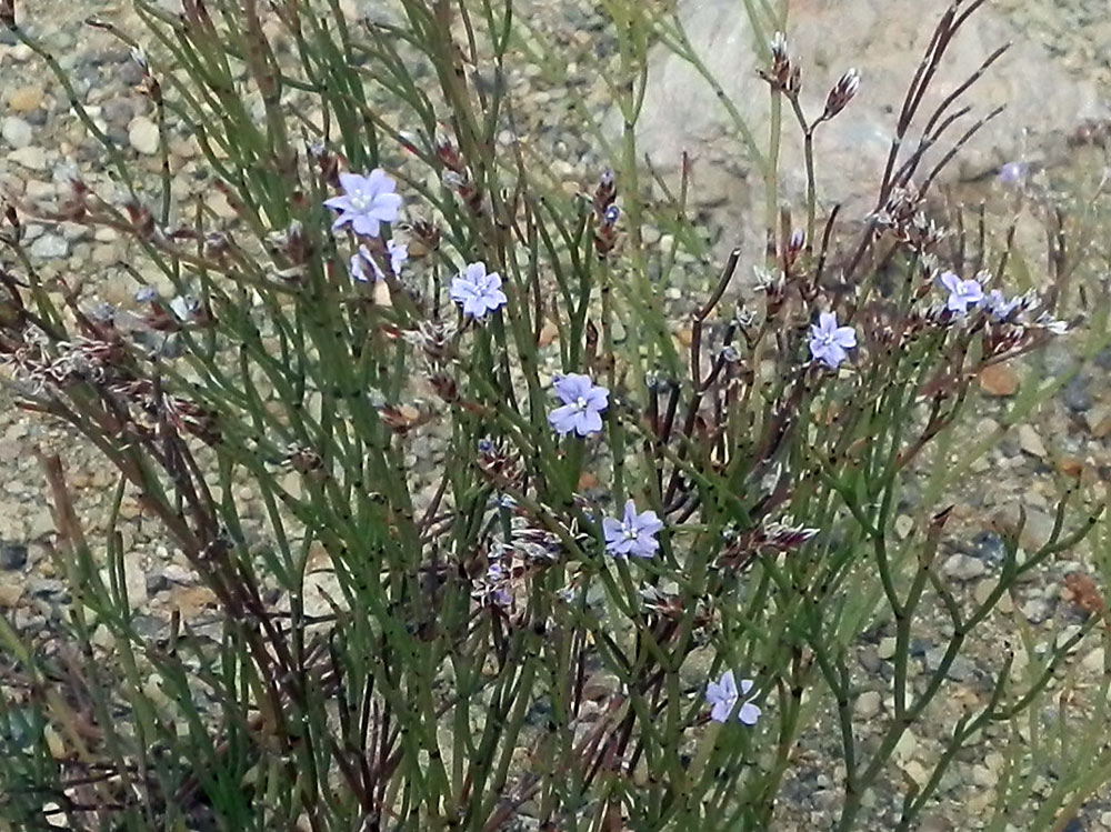 Marettimo 7 - Limonium sp.
