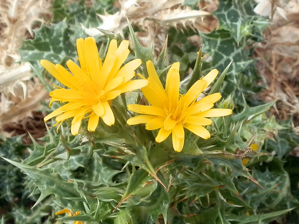 Marettimo - Scolymus hispanicus