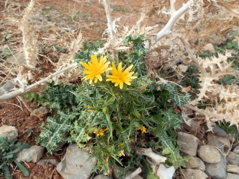 Marettimo - Scolymus hispanicus