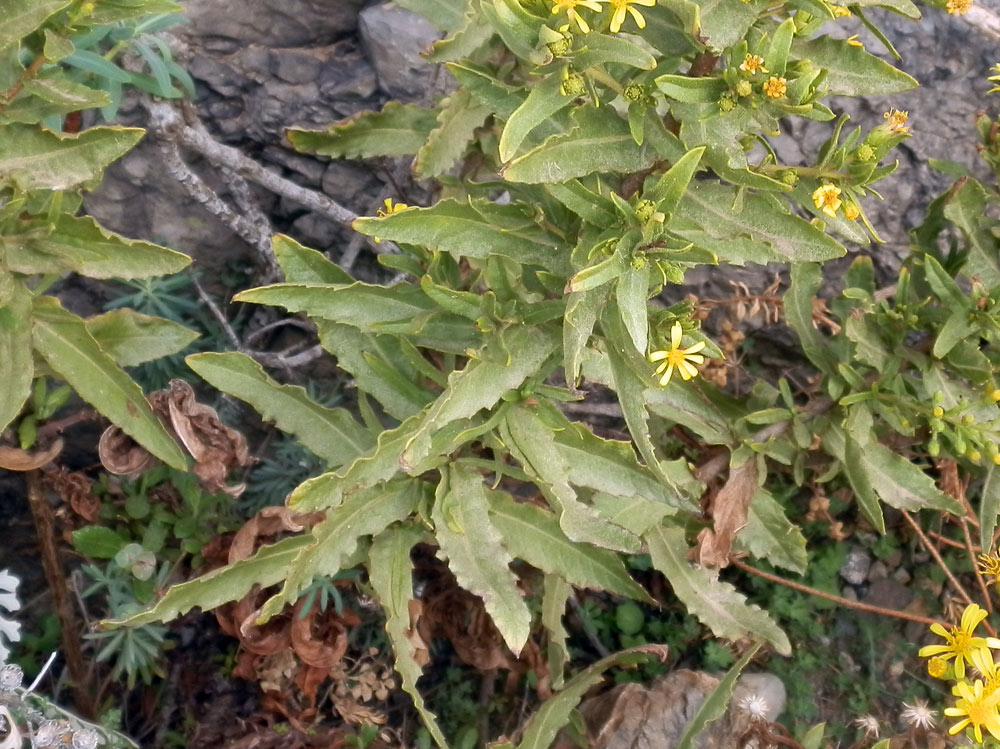 Marettimo - Dittrichia viscosa