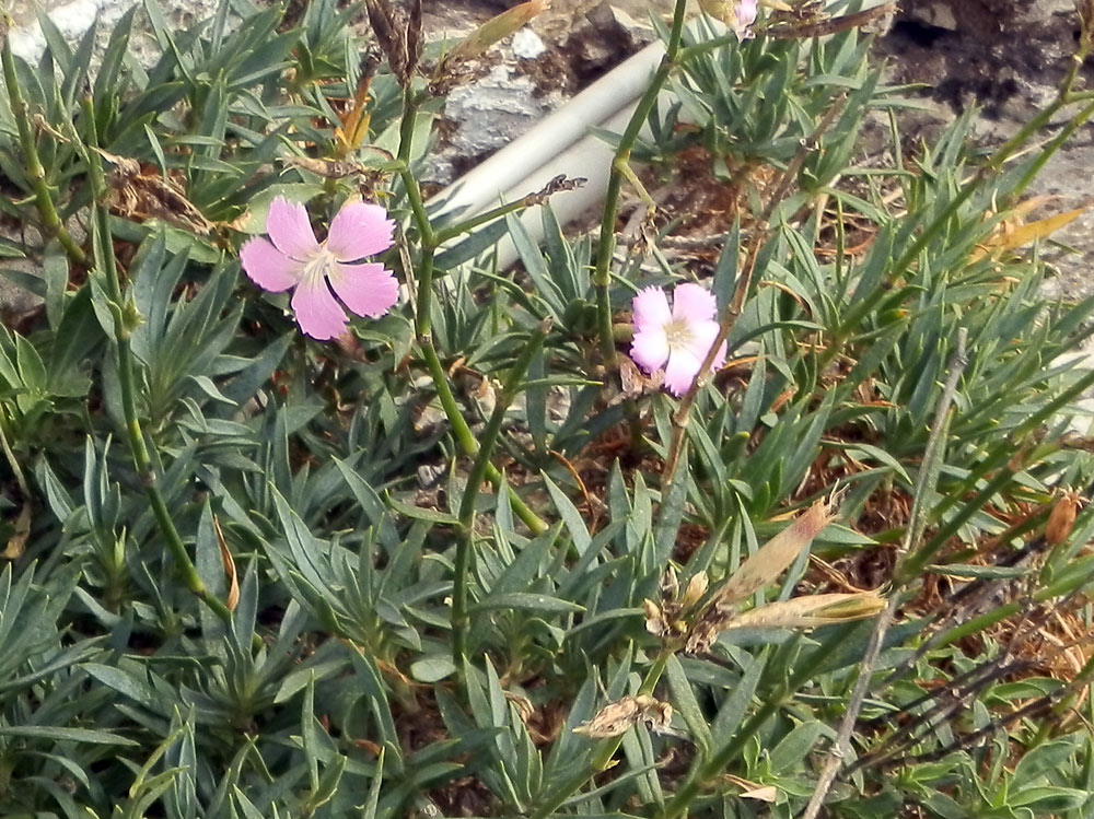 Dianthus rupicola / Garofano rupestre