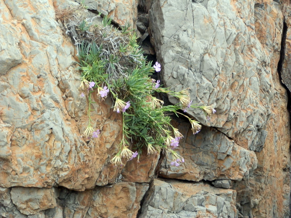 Dianthus rupicola / Garofano rupestre