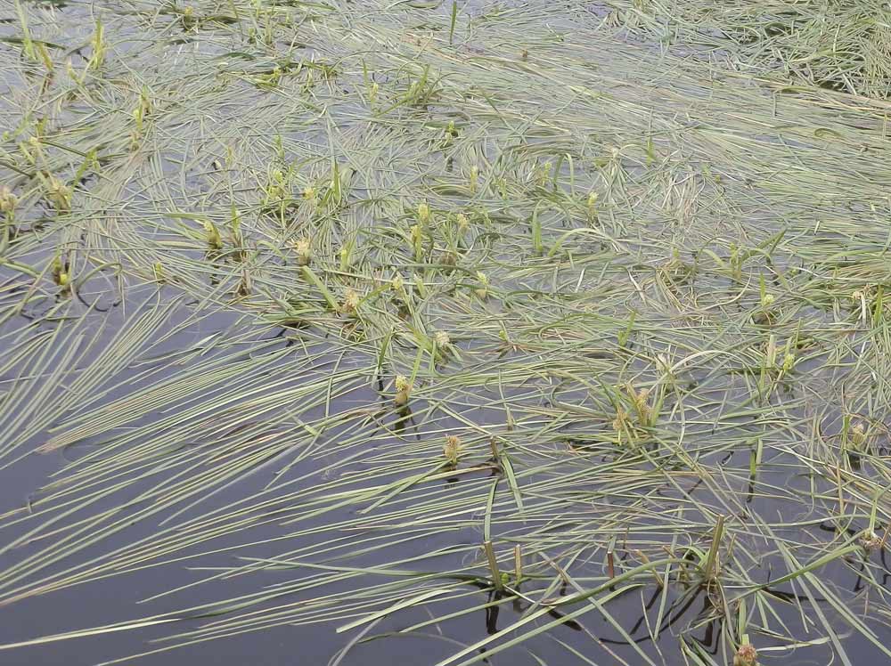 Alpi Bernesi - Sparganium