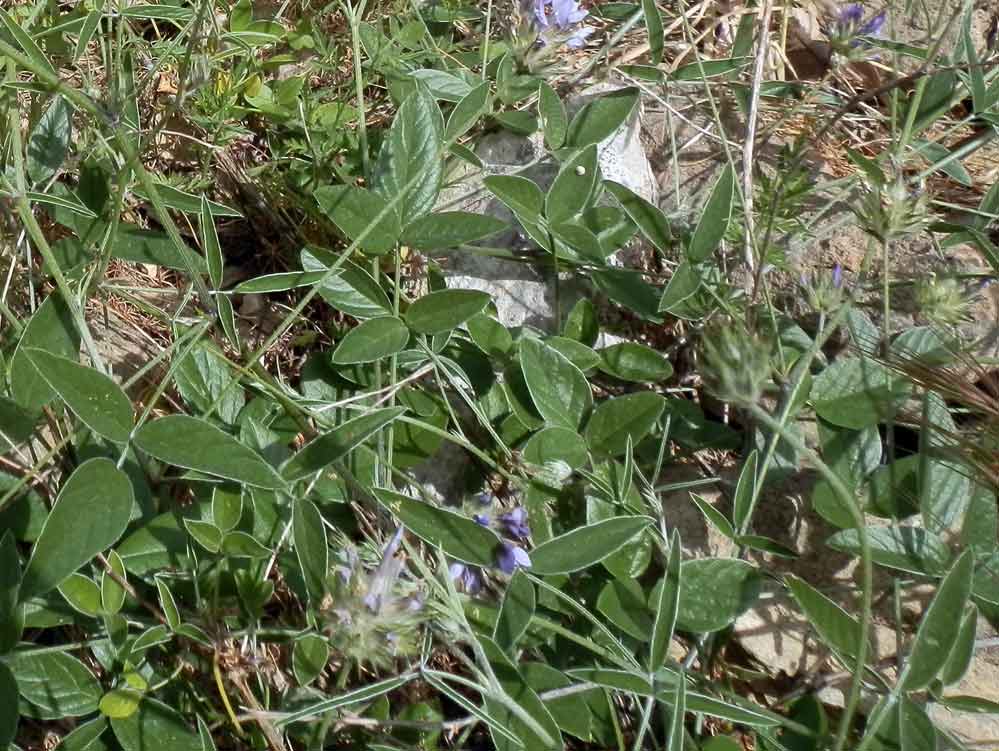 Pianta della Sicilia:  Bituminaria bituminosa (Fabaceae)