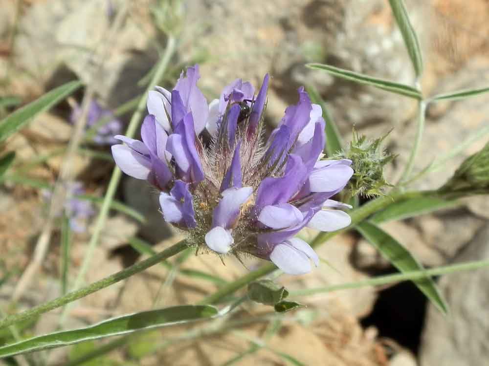 Pianta della Sicilia:  Bituminaria bituminosa (Fabaceae)
