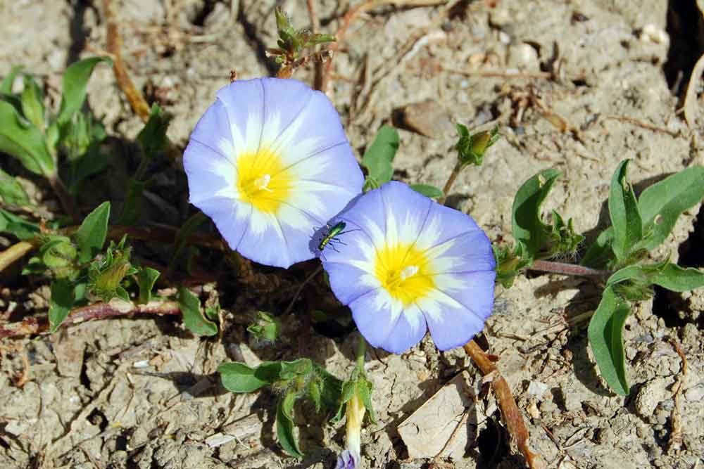 Convolvulus tricolor / Vilucchio tricolore