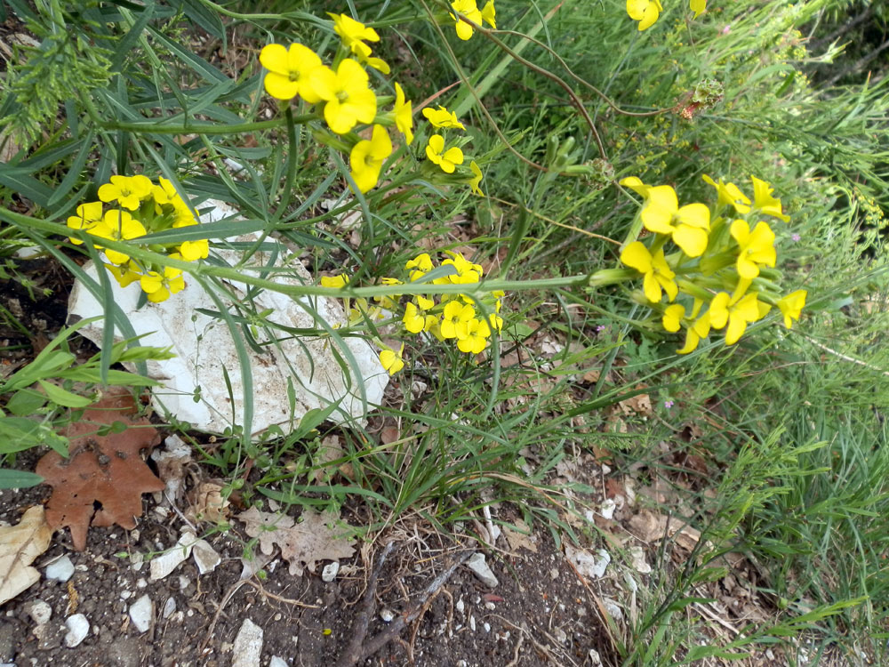 Marettimo -Erysimum sp.