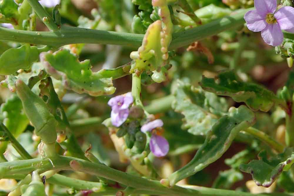 Cakile maritima / Ravastrello