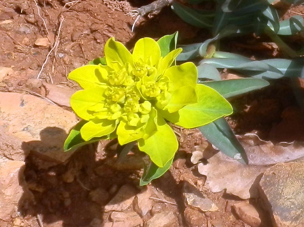 Euphorbia cfr. brittingeri