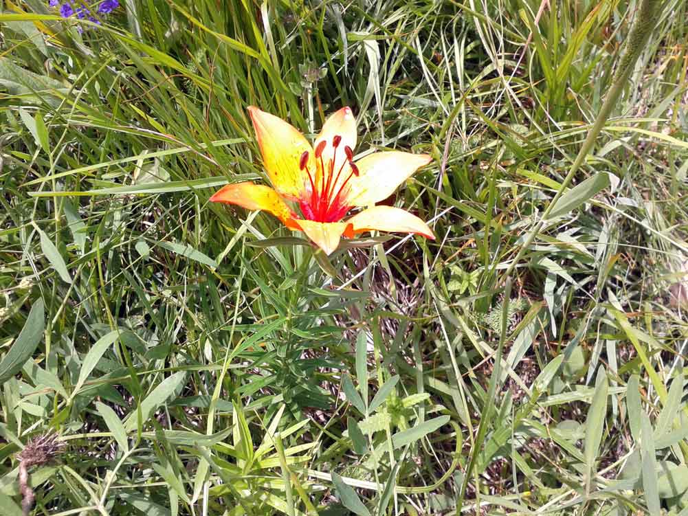 Lilium bulbiferum subsp. croceum