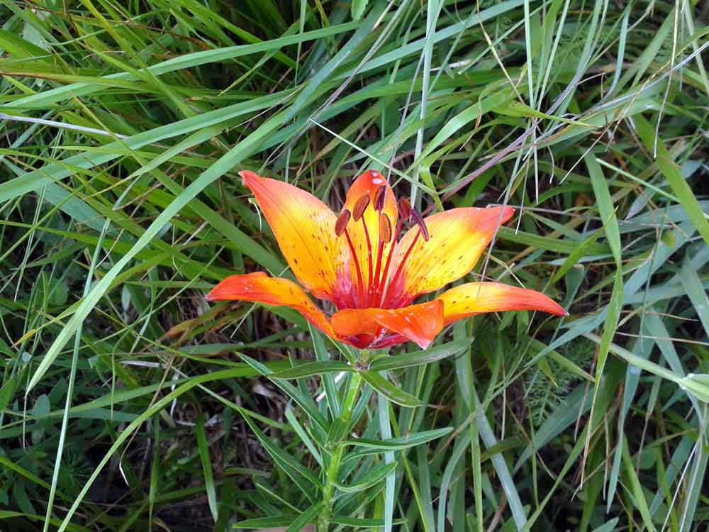 Lilium bulbiferum subsp. croceum