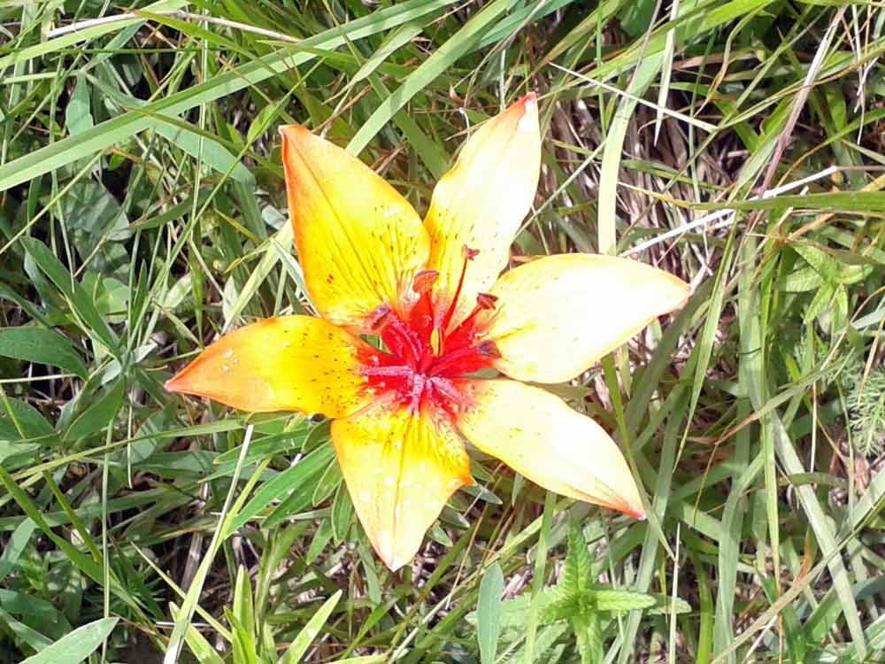 Lilium bulbiferum subsp. croceum