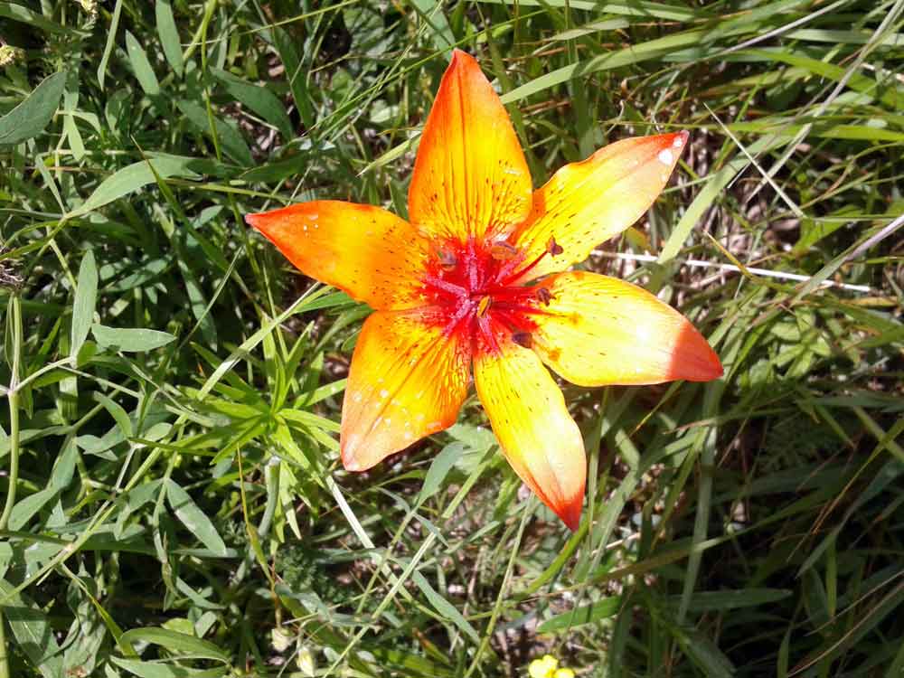 Lilium bulbiferum subsp. croceum