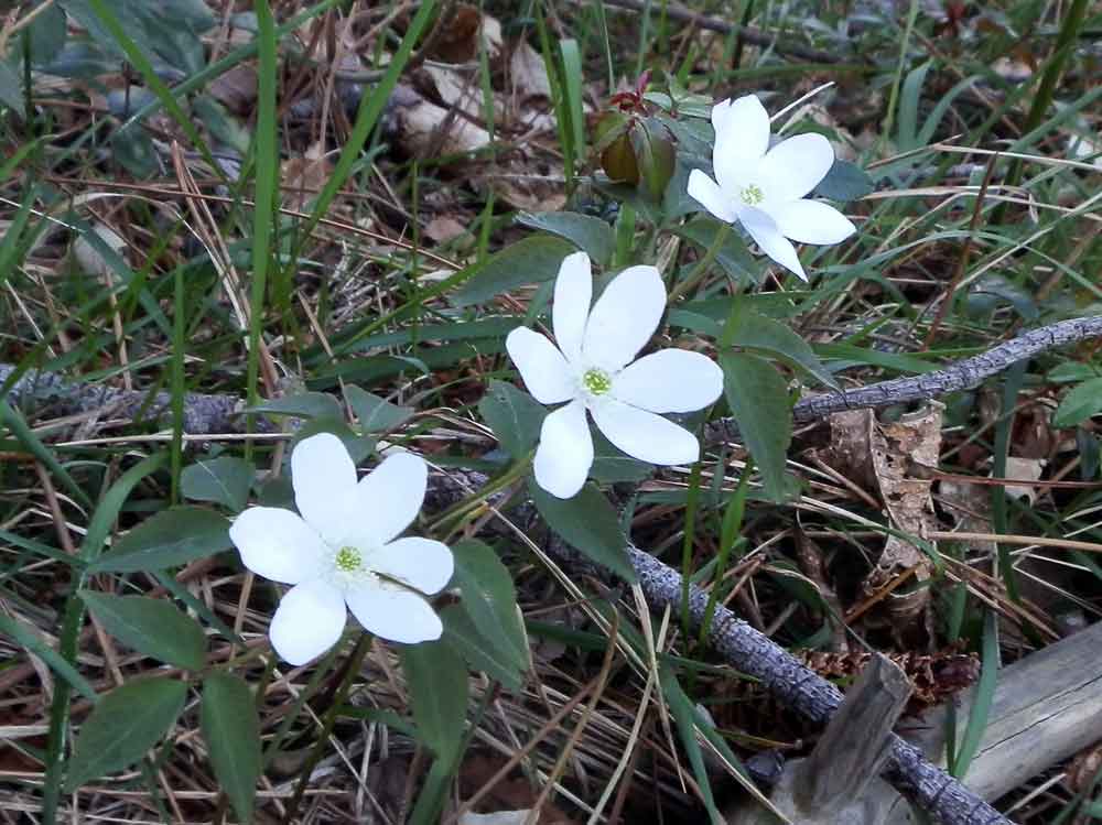 Anemonoides trifolia subsp. brevidentata