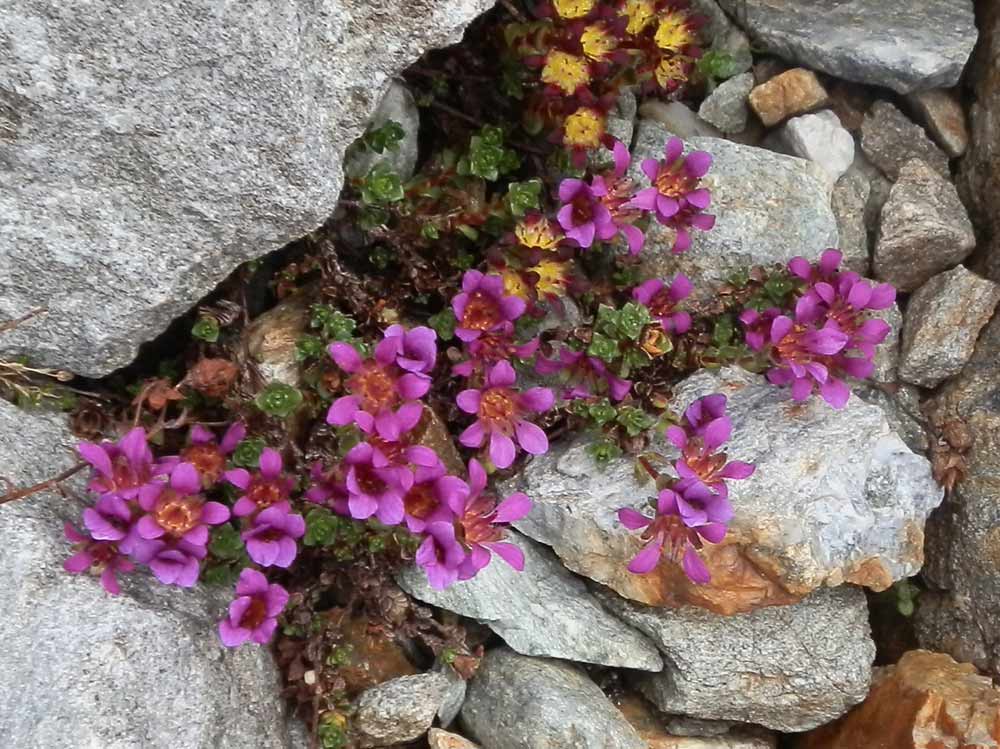 Saxifraga biflora / Sassifraga biflora