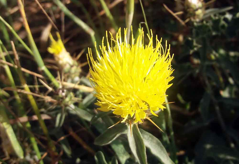 Centaurea sicula