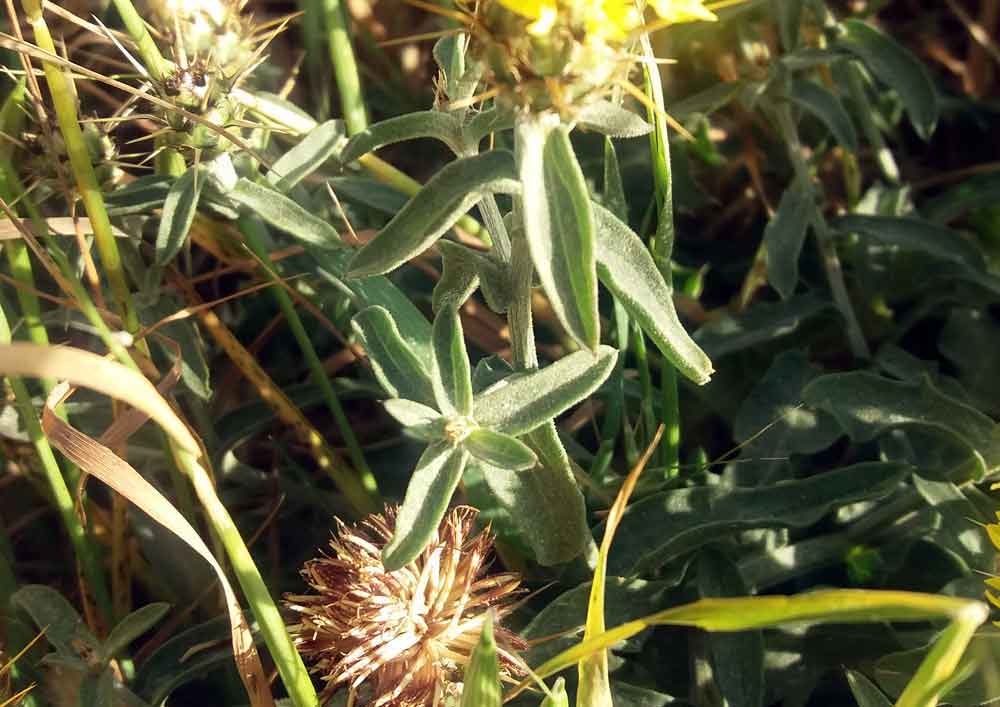 Centaurea sicula