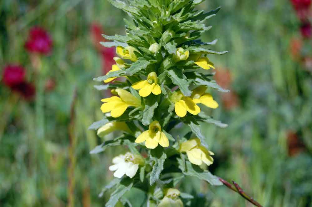 Parentucellia viscosa / Perlina maggiore