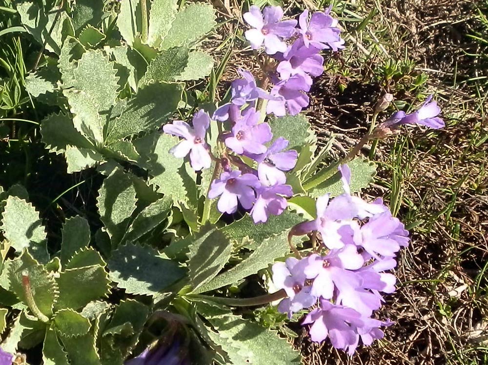 Primula marginata / Primula impolverata