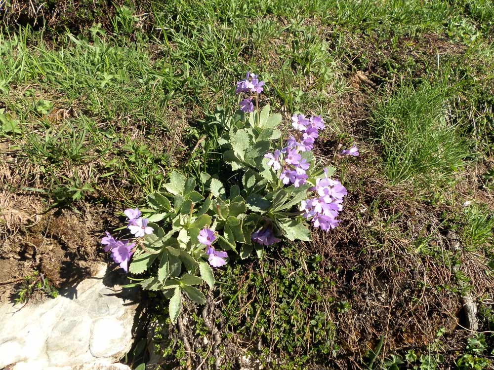 Primula marginata / Primula impolverata