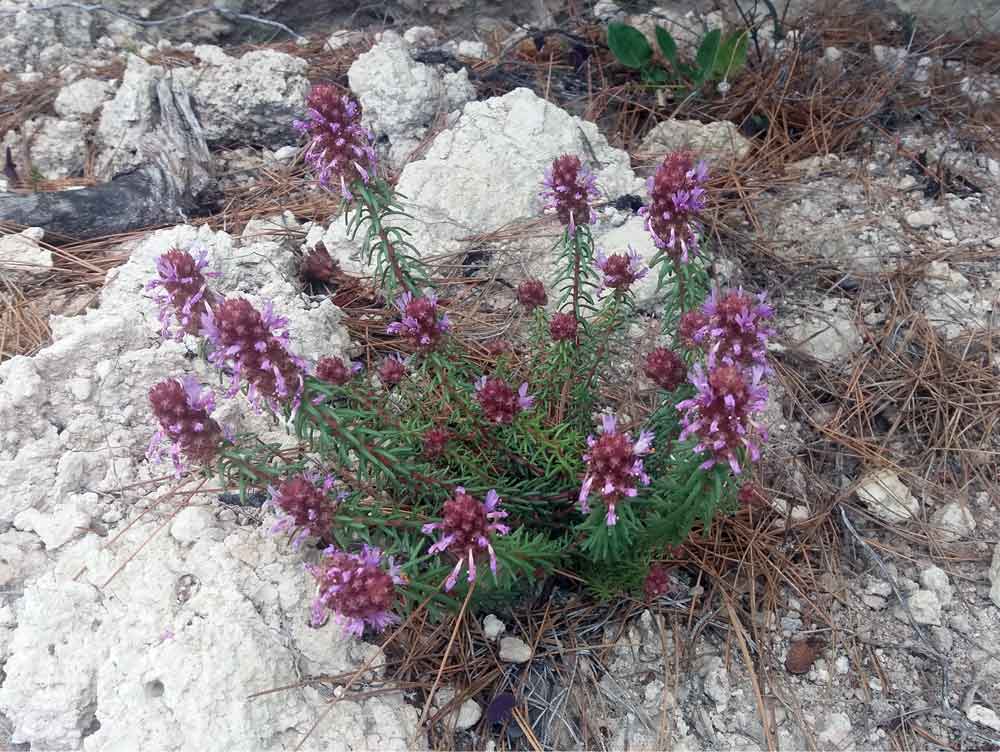 Coris monspeliensis subsp. monspeliensis  (Primulaceae)