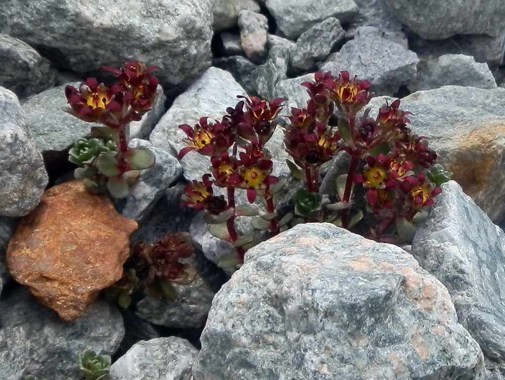 Saxifraga biflora / Sassifraga biflora