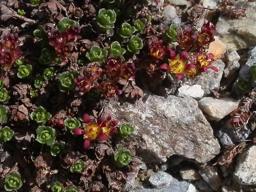 Saxifraga biflora / Sassifraga biflora