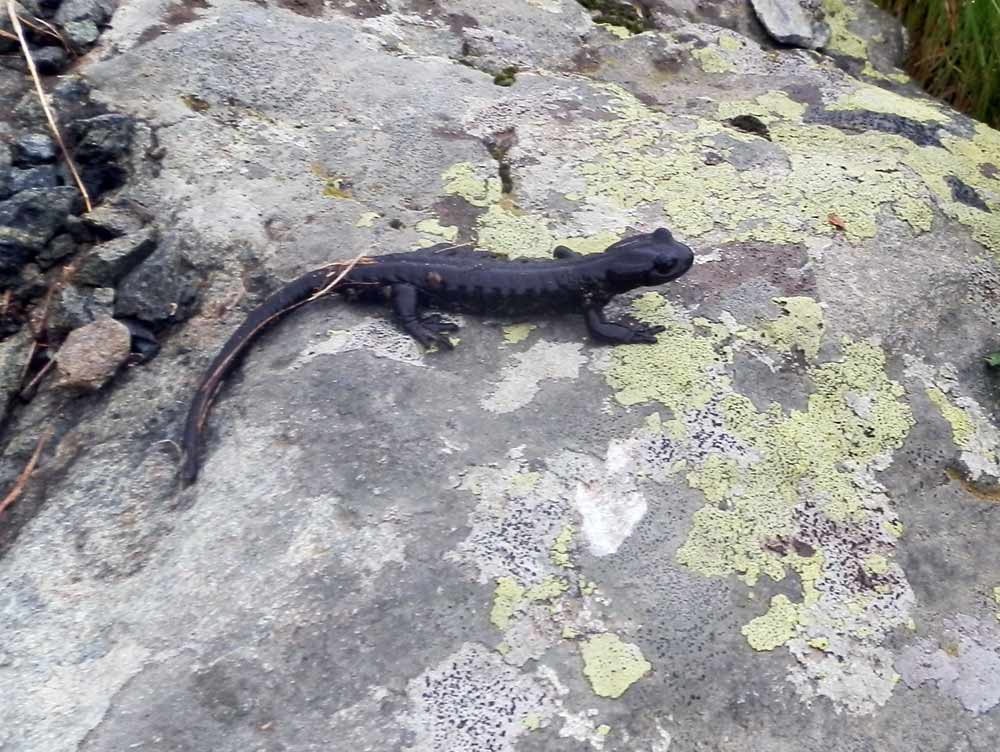 Salamandra lanzai