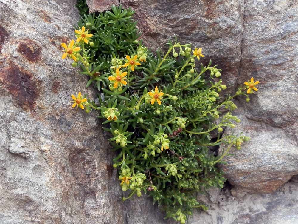 Saxifraga aizoides / Sassifraga autunnale